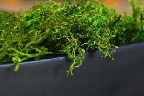 SuperMoss (25320) طحلب الغابة المحفوظ، أخضر طازج، 2 أوقية