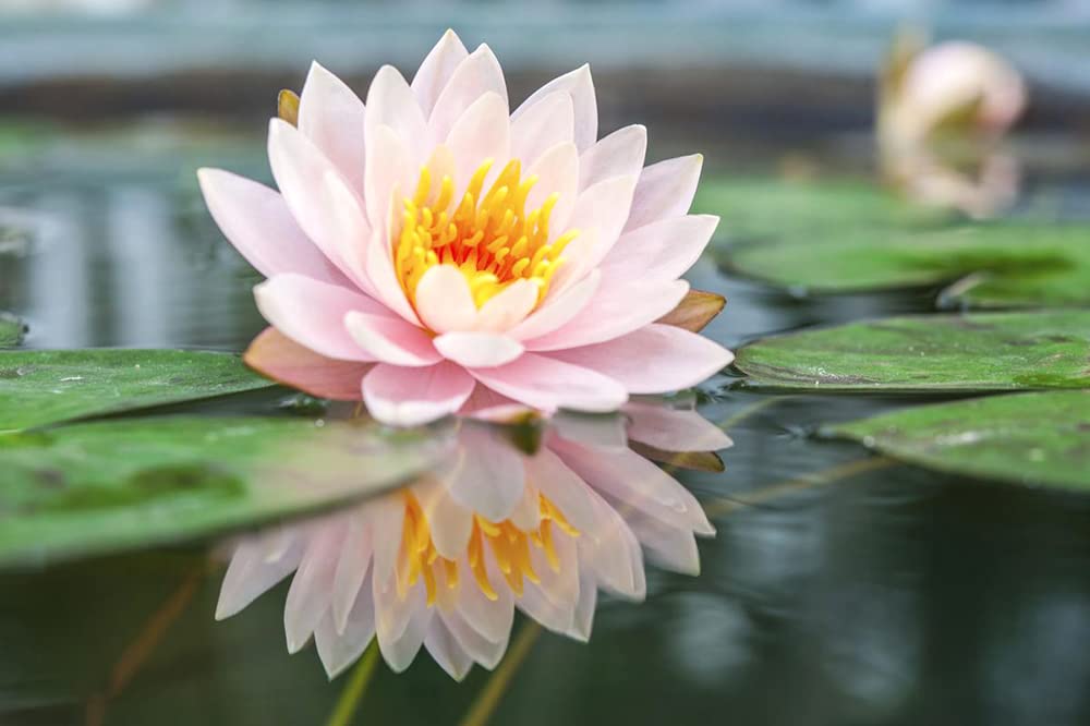 Ficoszo 30PCS Bowl Lotus Seeds Bonsai Lotus Seeds for Planting Water Lily Flower Aquatic Plants Seed Pond Plants Non GMO Home Garden Plant Seed Flowering Aquatic Bonsai Plant (Nelumbo)