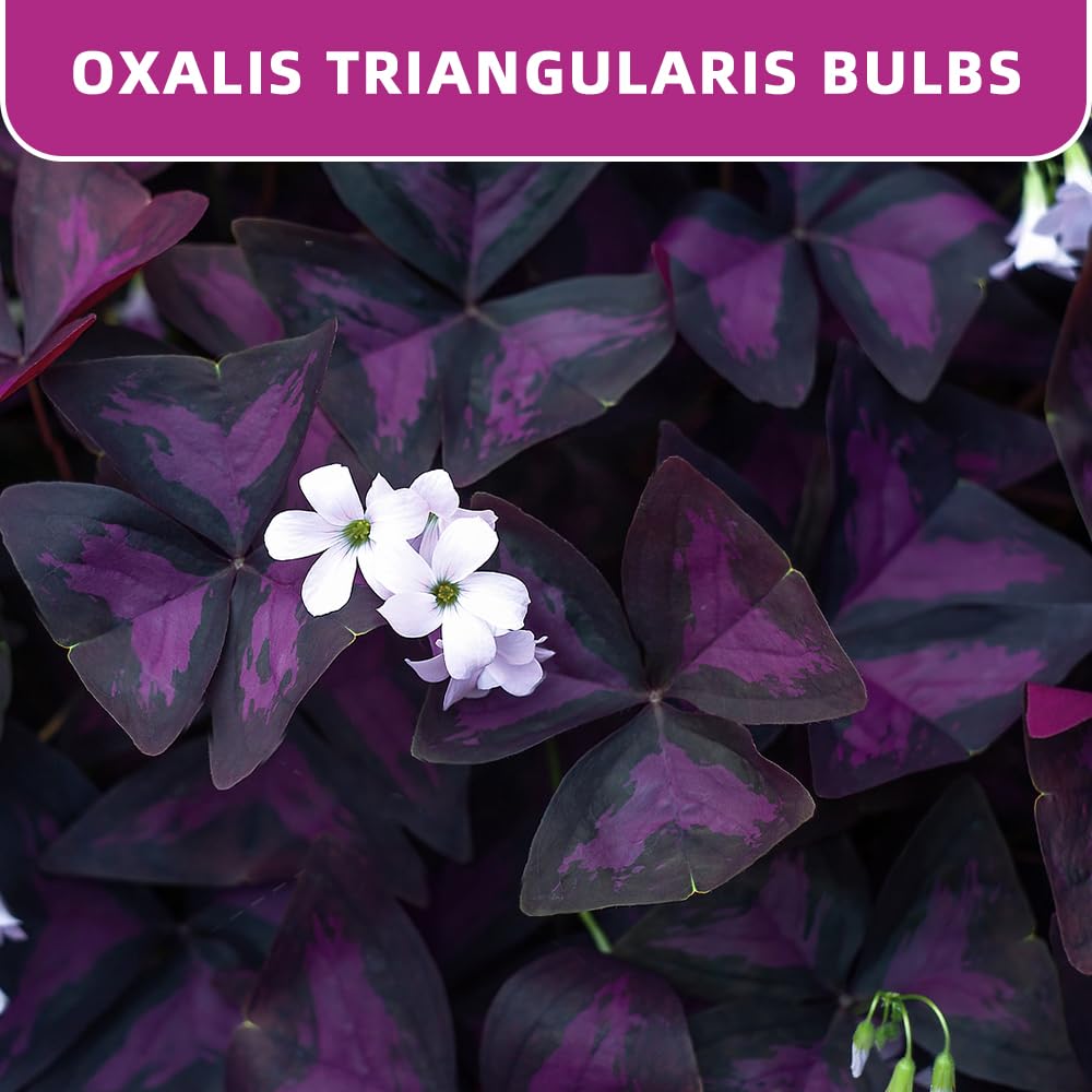 20PCS Purple Shamrocks Bulbs Good Luck Plant Oxalis Bulbs for Planting Indoor or Outdoor Oxalis Triangularis Bulb