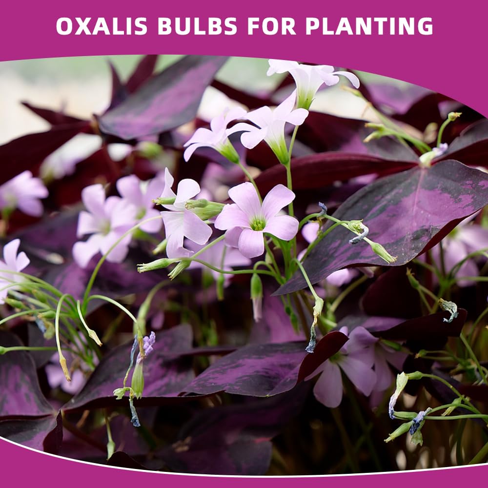 20PCS Purple Shamrocks Bulbs Good Luck Plant Oxalis Bulbs for Planting Indoor or Outdoor Oxalis Triangularis Bulb