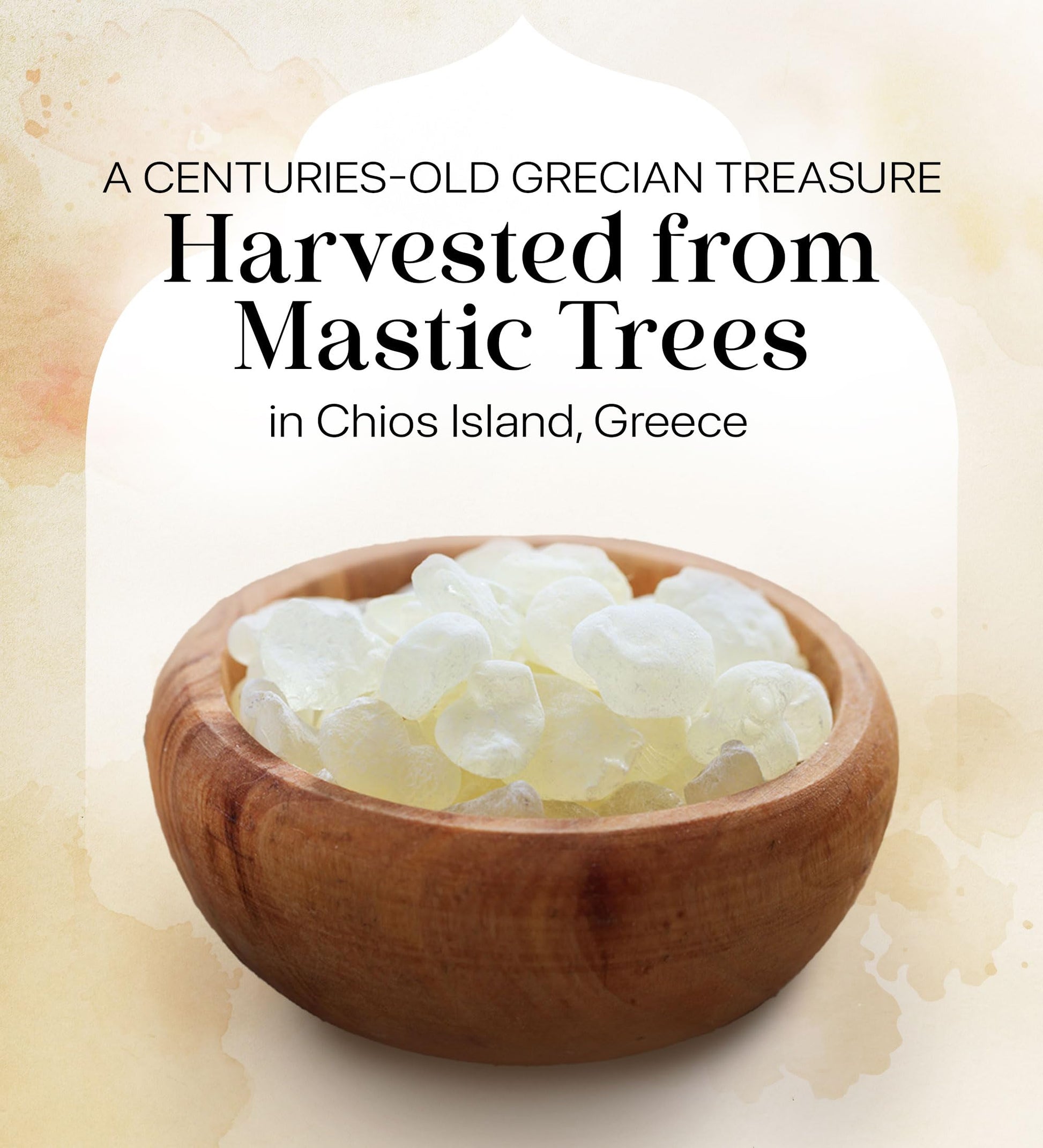 Cerez Pazari Natural Mastic Gum 0.88 oz (25g), Greek Chios Pure Resin, Sugarless Gum Made From Resin Of Mastiha Trees, Jaw Exerciser, Vegan, Non-GMO