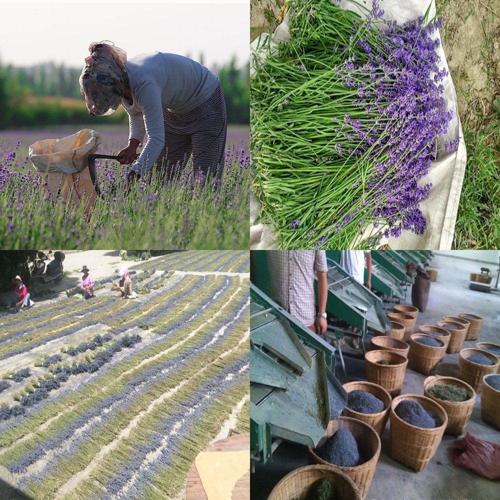 TooGet Fragrant Lavender Buds Natural Dried Flowers Wholesale, Ultra Blue Grade - 1/2 Pound
