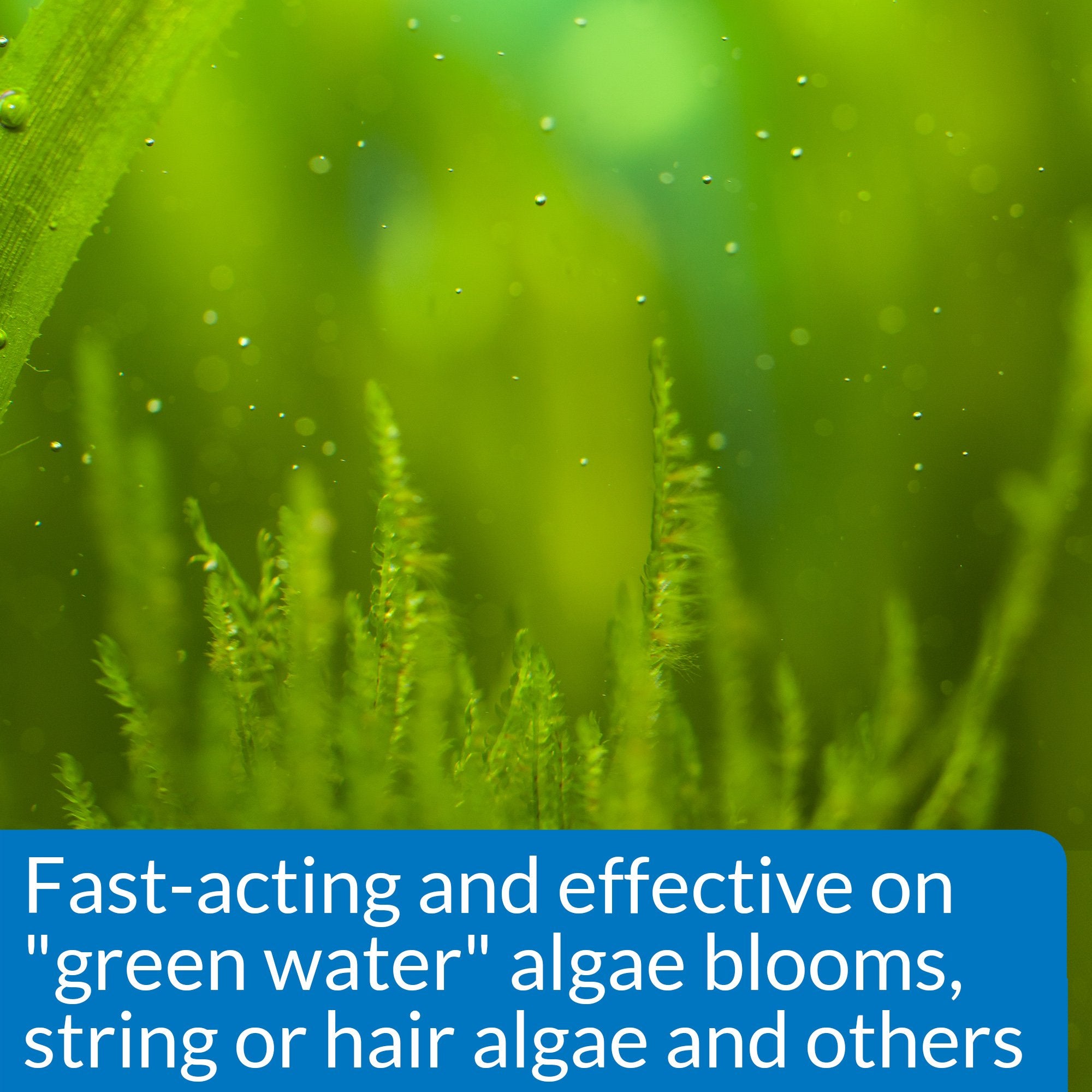 API ALGAEFIX Algae Control 16-Ounce Bottle